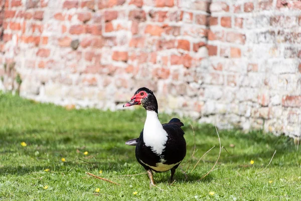 Zblízka portrét kachny pižmové — Stock fotografie