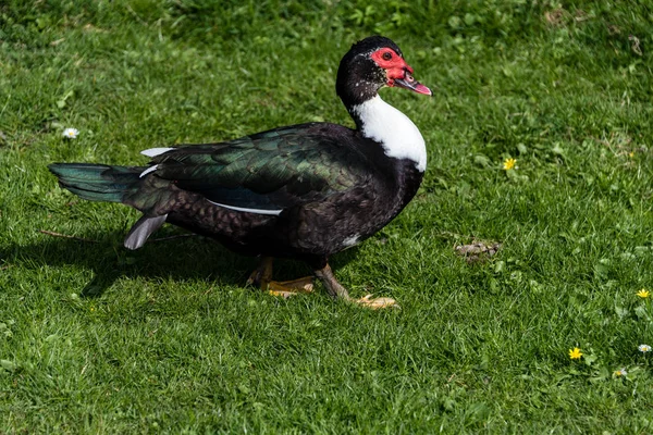 Close up portait of a Muscovy duck — Stock Photo, Image