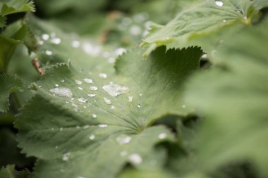 Yeşil yaprağın üzerine çiy damlası düşer.