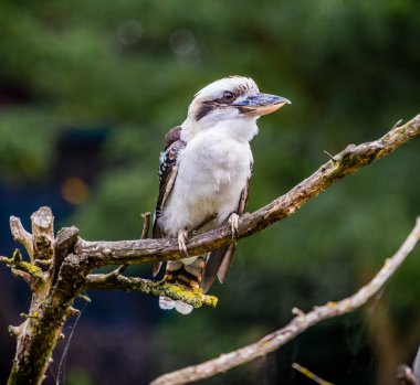 Yalıçapkını balık yiyor.