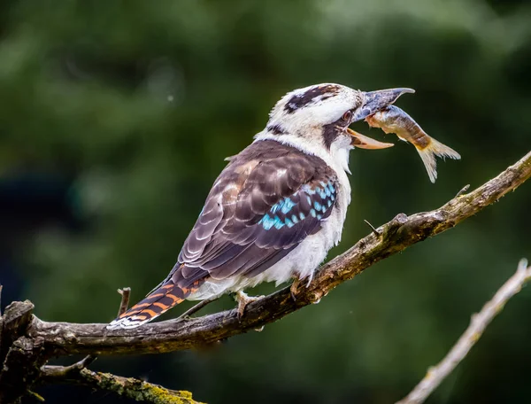 Kookaburra eating fish — Stock Photo, Image