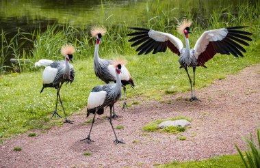 west african crowned crane or Balearica pavonina clipart