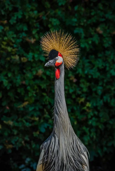 Jeřáb Západoafrickou Korunou Nebo Pavonina Balearica — Stock fotografie