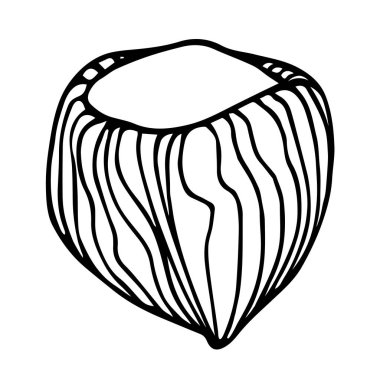 Kabuklu fındık, dekoratif süs veya desen unsuru, çizim ve el çizimi tarzında beyaz arkaplanda izole edilmiş siyah çizgili vektör illüstrasyonu