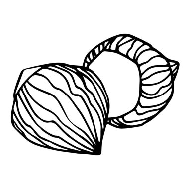 kabuklu bir çift fındık, dekoratif süs ya da desen elementi, karalama ve el çizimi tarzında beyaz arkaplanda izole edilmiş siyah çizgili vektör çizgileri çizimi
