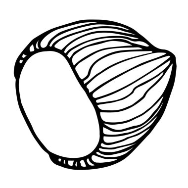 Kabuklu fındık, dekoratif süs veya desen unsuru, çizim ve el çizimi tarzında beyaz arkaplanda izole edilmiş siyah çizgili vektör illüstrasyonu