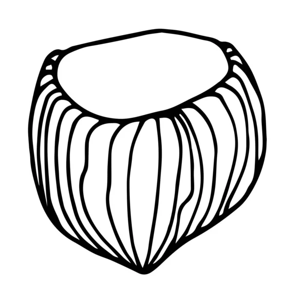 Hazelnut Shell Elemen Ornamen Atau Pola Dekoratif Ilustrasi Vektor Dengan - Stok Vektor
