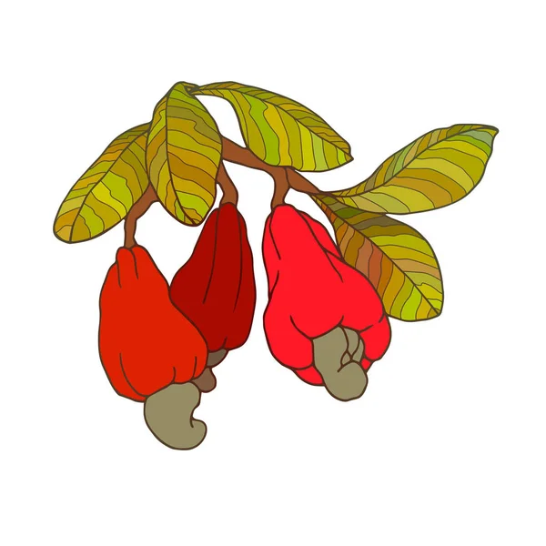 Κλαδί Κάσιους Πράσινα Φύλλα Κόκκινα Φρούτα Ξηρούς Καρπούς Έγχρωμη Διανυσματική — Διανυσματικό Αρχείο