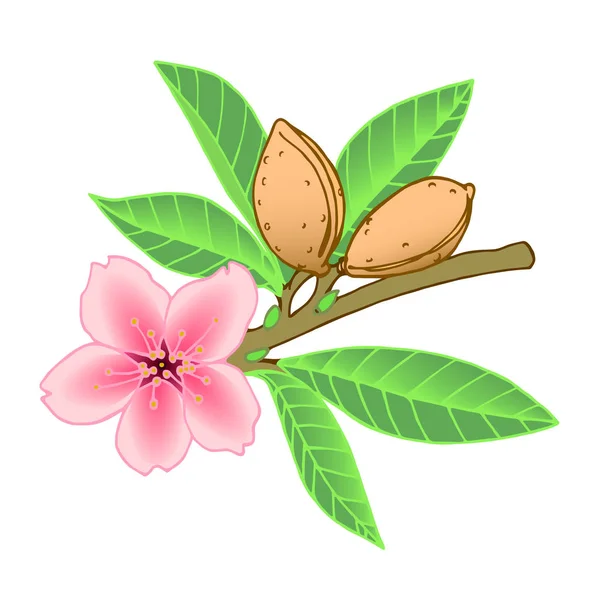 Branche Amande Avec Des Feuilles Fleur Rose Noix Dans Coquille — Image vectorielle