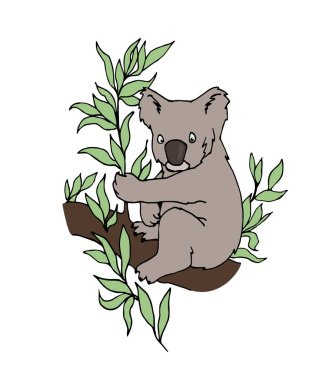 Okaliptüs dalında oturan ve yaprakları yiyen Koala ayısı, el çizimi tarzında beyaz arka planda izole edilmiş siyah çizgi çizgileri olan renk vektör çizimi