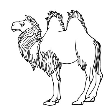 Genç erkek, iki hörgüçlü deve bactrianus yeleli, memeli hayvan, eski çöl taşımacılığı, siyah çizgili vektör çizgileri Doodle beyaz arka planda izole edilmiş ve el çizimi tarzı