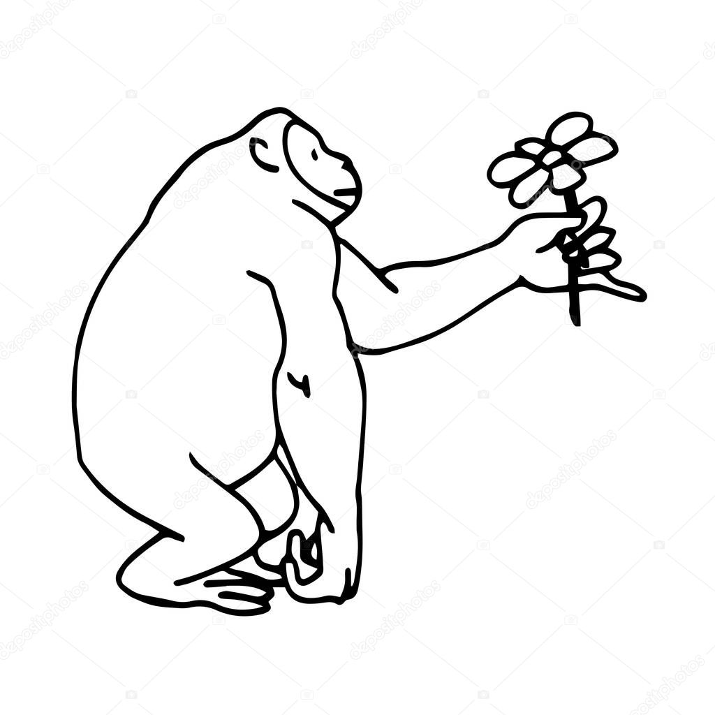 strong cute male chimpanzee gives flower on Valentine's day, vector illustration in black ink and contour lines isolated on white background in hand drawn style