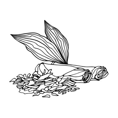 Kurumuş tütün yaprakları sigaraya sarılmış, beyaz arka planda karalama ve el çizimi tarzında izole edilmiş siyah çizgili vektör çizgileri olan tütün yaprakları sigaraya sarılmış.