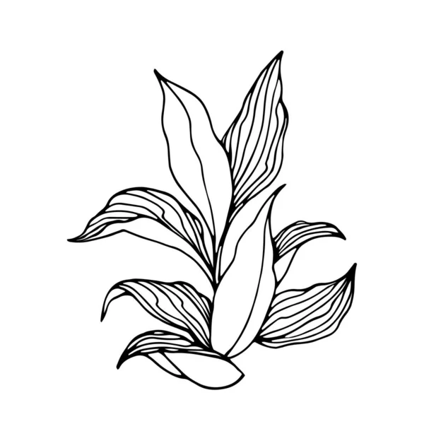 Θάμνος Καπνού Φύλλα Γεωργικό Φυτό Διανυσματική Απεικόνιση Μαύρο Περίγραμμα Γραμμές — Διανυσματικό Αρχείο
