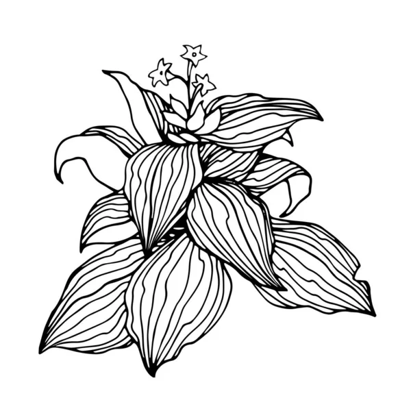 Krzew Tytoniowy Kwiatami Liśćmi Roślina Rolnicza Ilustracja Wektorowa Czarnymi Konturami — Wektor stockowy