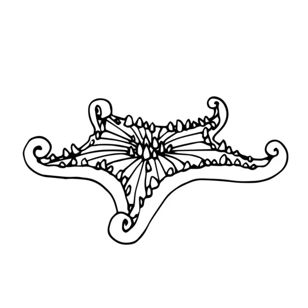 Estrella Mar Con Espinas Tentáculos Largos Equinodermo Decoración Acuario Ilustración — Vector de stock
