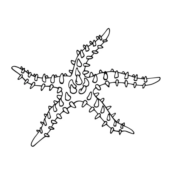 Αστερίας Της Θάλασσας Αγκάθια Και Μακριά Πλοκάμια Εχινόδερμα Διακόσμηση Ενυδρείου — Διανυσματικό Αρχείο
