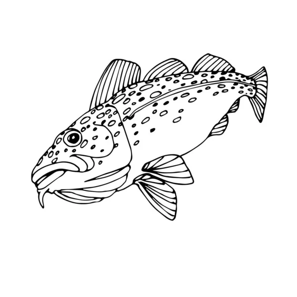 大西洋で発見されたタラ 商業魚 海の捕食者 おいしい食べ物 落書きや手描きスタイルで白い背景に隔離された黒い輪郭線とベクトルイラスト — ストックベクタ