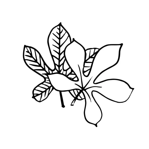 白的栗树叶花装饰元素 用墨水和等高线表示 用手绘方式在白色背景上隔离 — 图库矢量图片