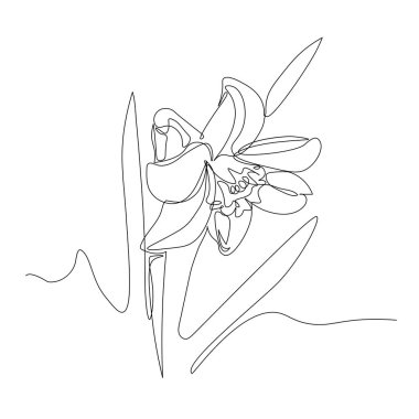 single narcissus flower with leaves, symbol of spring, youth, easter, ornament & pattern for wedding cards, vector illustration with black single contour line isolated on white background in hand drawn style