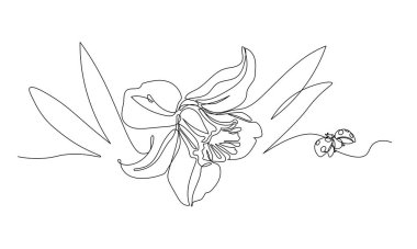 single narcissus flower with leaves & ladybug, symbol of spring, youth, easter, ornament & pattern for wedding cards, vector illustration with black single contour line isolated on white background in hand drawn style