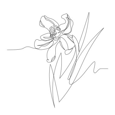 single narcissus flower with leaves, symbol of spring, youth, easter, ornament & pattern for wedding cards, vector illustration with black single contour line isolated on white background in hand drawn style