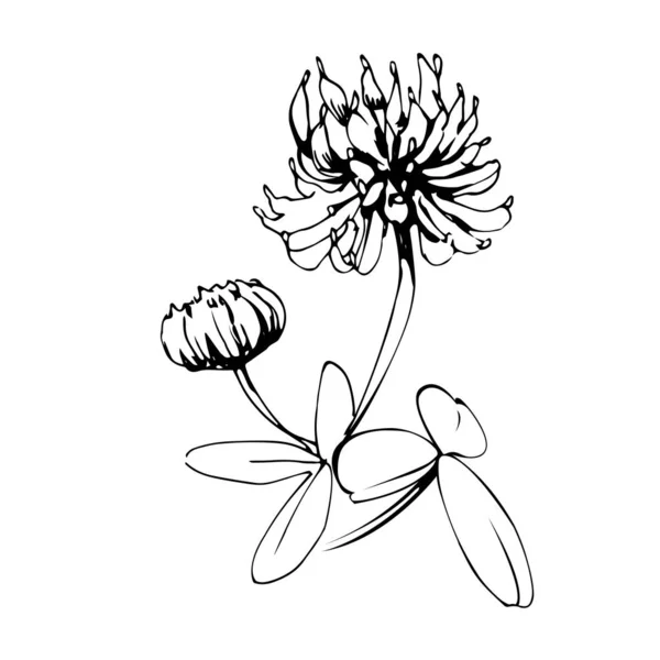 Fleur Trèfle Avec Feuilles Bourgeons Aliment Base Plantes Pour Vaches — Image vectorielle