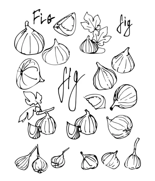 Set Black Ink Sketches Fruits Figs Cursive Names Decoration Ornament — Stock Vector