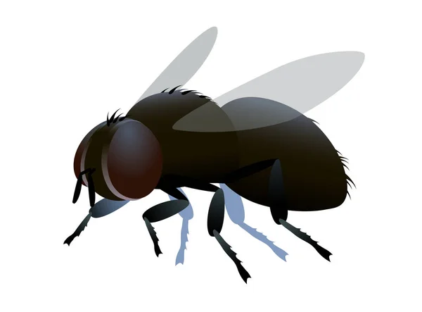 单只肮脏的褐色丑陋的粪苍蝇 有刚毛和侧面的眼睛 标志或徽章 感染符号 颜色矢量图形孤立在白色背景的卡通或剪贴画风格 — 图库矢量图片