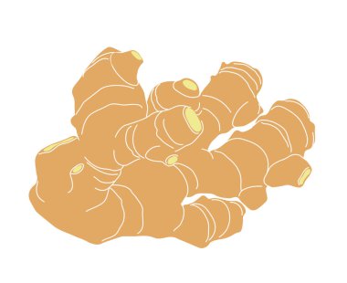 sarı taze zencefil kökü, yemek pişirmek için mutfak baharatı, beyaz arka planda izole edilmiş kontur çizgileri olan renk vektör illüstrasyonu klip sanatı ve el çizimi tarzı