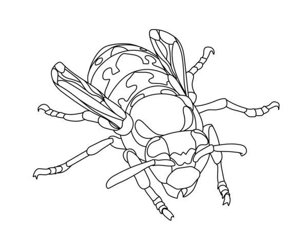 若い春の縞模様一般的なワスプ 有毒昆虫 危険の象徴 ロゴやエンブレムのために 漫画や手描きスタイルで白い背景に隔離された黒い輪郭線とベクトルイラスト — ストックベクタ
