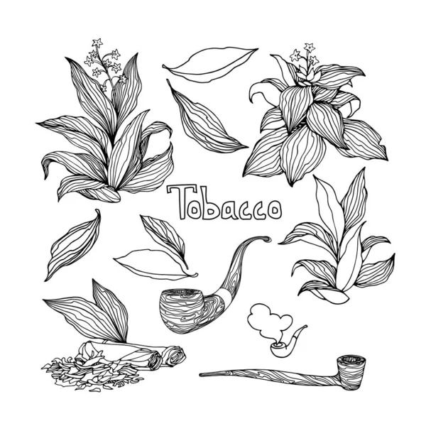农业植物等一系列烟丛 用黑色墨水线表示载体 以涂鸦和手绘方式隔离在白色背景上 — 图库矢量图片