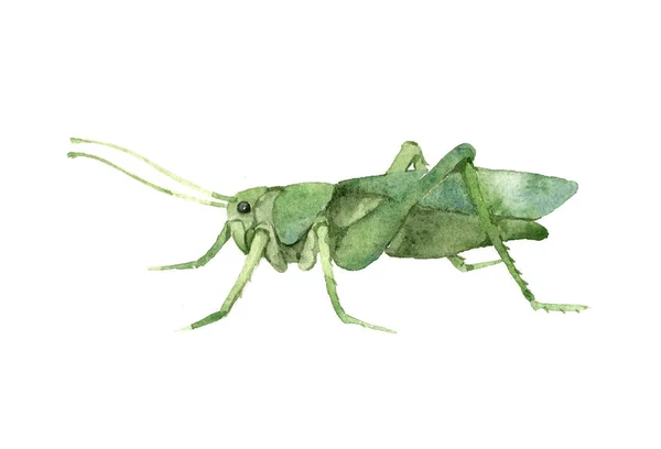 Saltamontes Verde Decorativo Perfil Insecto Invertebrado Langosta Voraz Ilustración Sobre —  Fotos de Stock