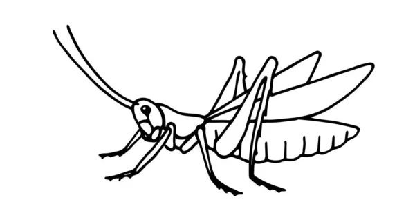 装飾的なバッタ 無脊椎動物の昆虫 揮発性のイナゴ 手描きのスタイルで白い背景に隔離された黒いインクの輪郭線とベクトルイラスト — ストックベクタ