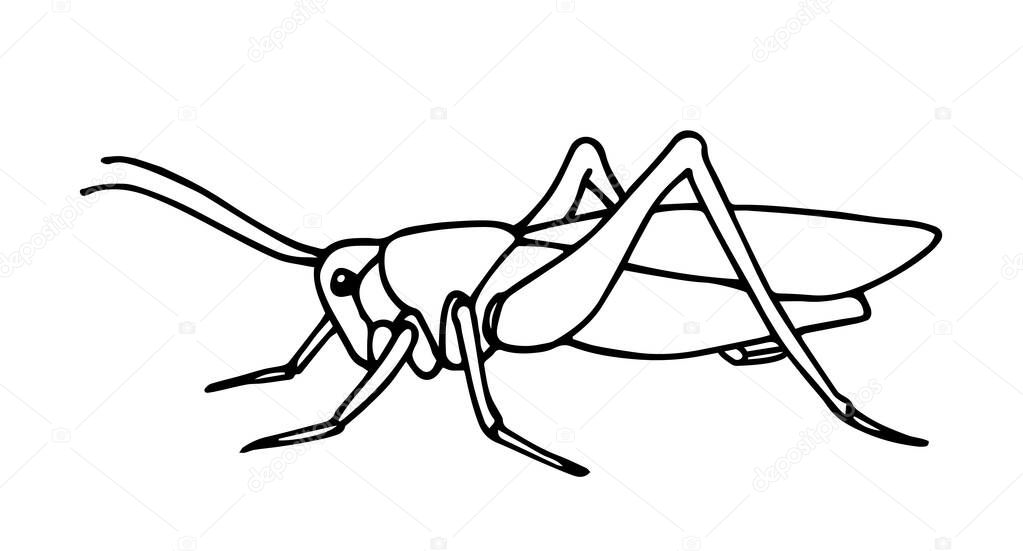 decorative grasshopper, invertebrate insect, voracious locust, vector illustration with black ink contour lines isolated on a white background in hand drawn style