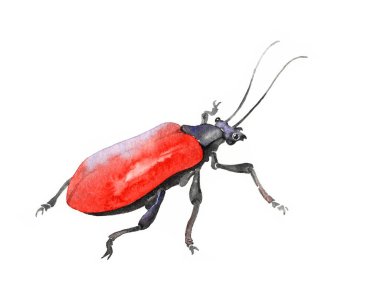 dekoratif kırmızı böcek, tarımsal böcek, chrysomelidae, suluboya tekniğinde beyaz arkaplan üzerinde renk çizimi & el çizimi tarzı