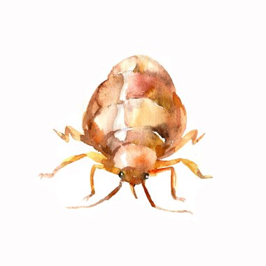 tek turuncu tahtakurusu, böcek, parazit böceği, sağlıksız koşulların sembolü, suluboya tekniğinde beyaz arkaplan üzerindeki renk çizimi & el çizimi tarzı