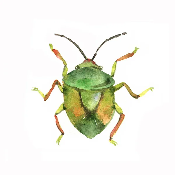 Single Green Bug Kever Met Schild Rug Tuininsect Stinkdier Kleurenillustratie — Stockfoto