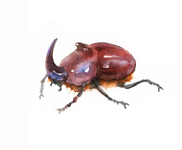 装饰的褐色犀牛甲虫 雄性带角 稀有昆虫 水彩画白色背景上的彩色插图和手绘风格 — 图库照片