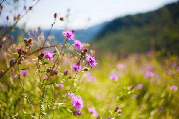 Dağ çiçeği ve çim
