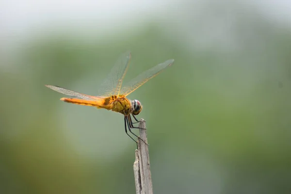 Dragonfly Sentado Uma Vara Dragonfly Sentado Uma Vara Sol Quente — Fotografia de Stock