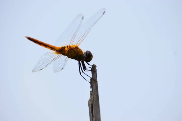 Dragonfly Sentado Uma Vara Dragonfly Sentado Uma Vara Sol Quente — Fotografia de Stock