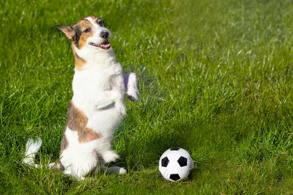Mutlu bir köpek yeşil çimlerin üzerinde oturuyor, Pet, komik köpek bir futbol topunun önünde gülümsüyor. Boşluğu kopyala