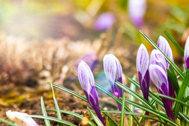 Aydınlık, Iris ailesi ya da Iris ailesi üzerine bahar çiçeği yakın plan. Boşluğu Kopyala