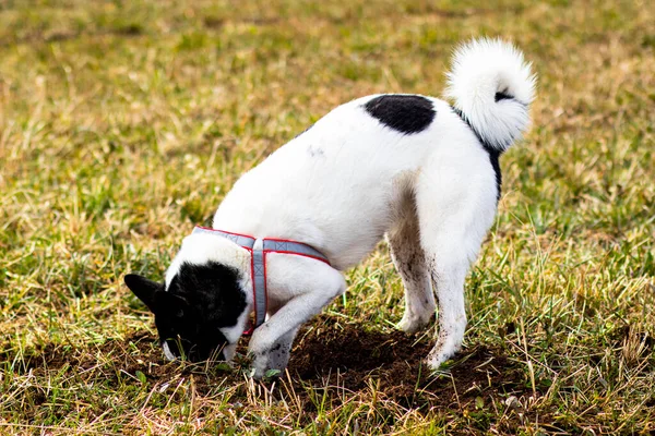 Крупним планом собака копає дірку в землі в полі. Мисливець на собак, кровожерливий, хаскі, щупальця . — стокове фото