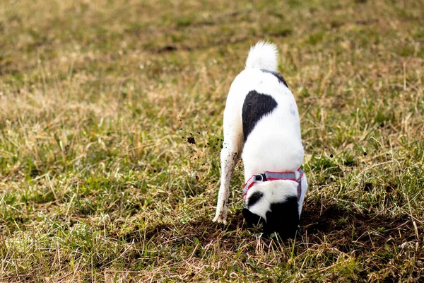 Van dichtbij gezien vanaf de zijkant van een hond die door de modder graaft op zoek naar muizen. Hondenjager, bloedhond — Stockfoto