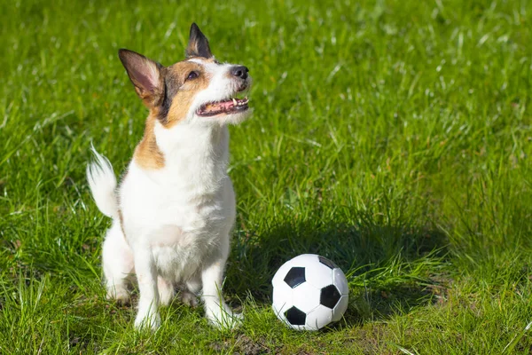Szczęśliwy pies siedzi na zielonej trawie, patrzy na górę. Pet, Śmieszne szczenię siedzi przed piłką nożną, przestrzeń kopiowania — Zdjęcie stockowe