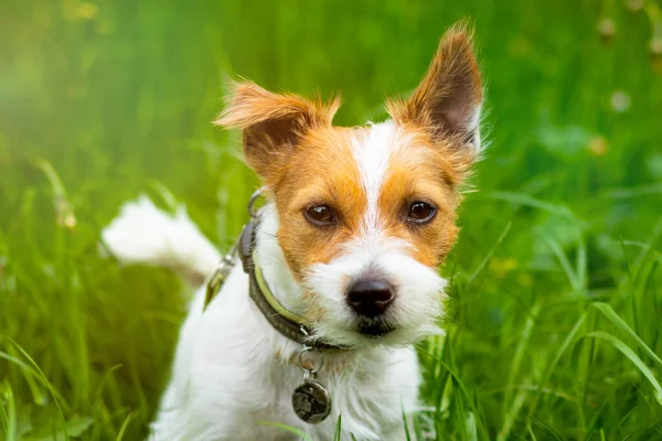 Retrato de um cão, Jack Russell Terrier na relva verde. Caseiro, animal de estimação bonito olhando diretamente para a câmera — Fotografia de Stock