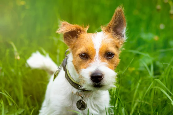 Bir köpeğin portresi, Jack Russell Terrier yeşil çimlerin üzerinde. Ev yapımı, sevimli hayvan doğrudan kameraya bakıyor.