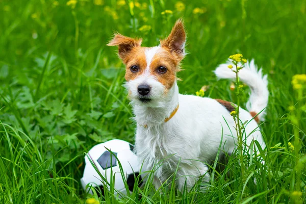 Pies Jack Russell Terrier na zielonej trawie gra w piłkę. Domowe zwierzę. — Zdjęcie stockowe